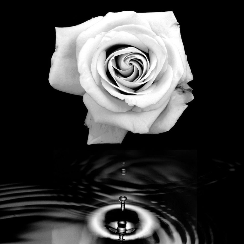 Черно белые цветы на аватарку