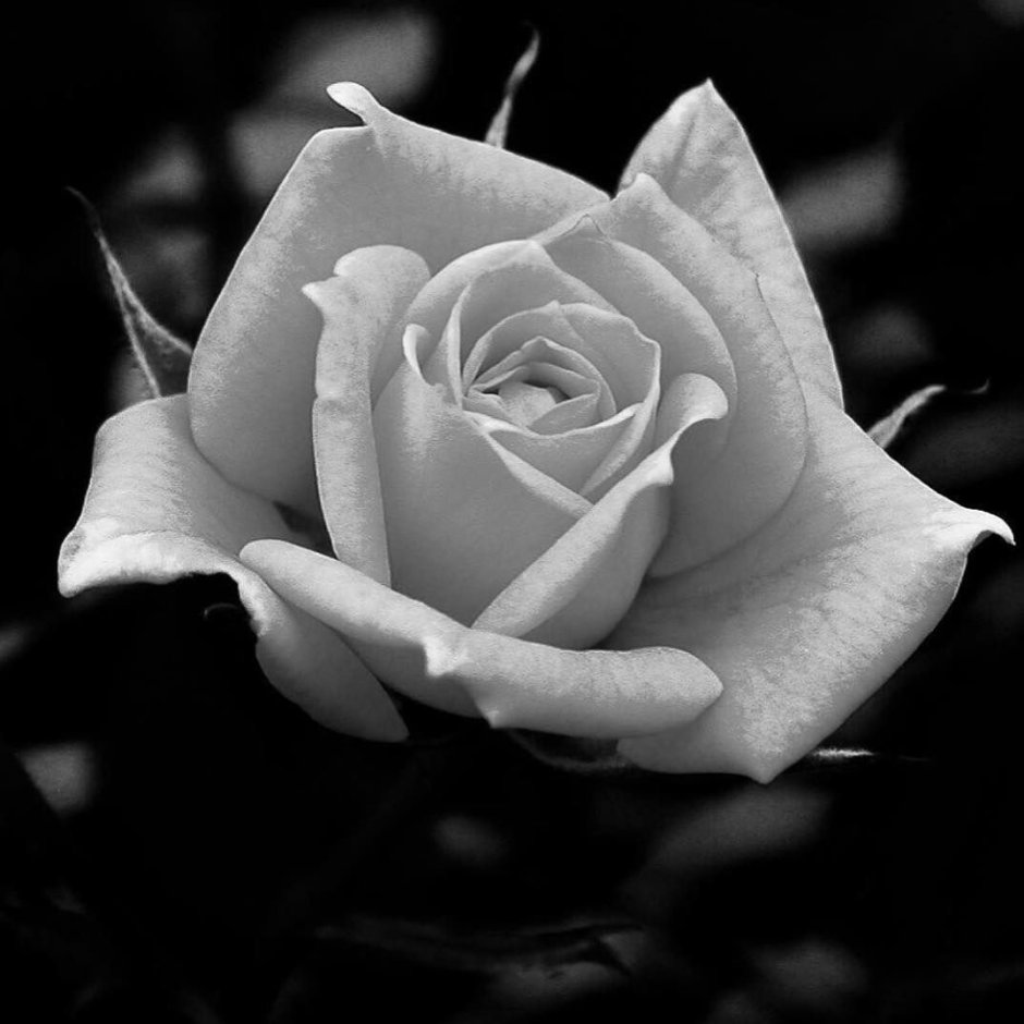 Цветок роза Бланко