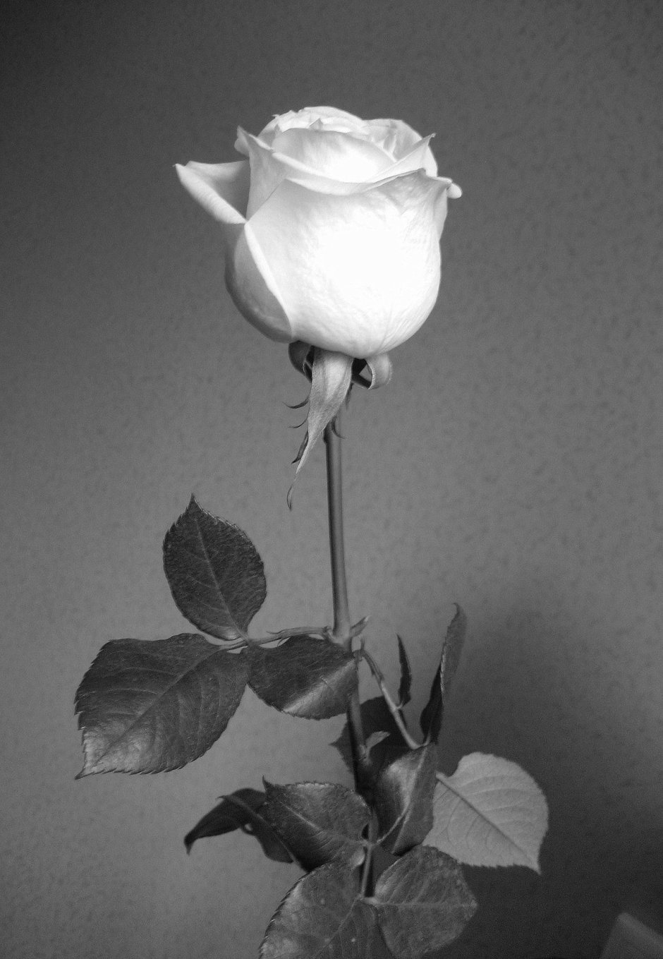 Одинокая белая роза