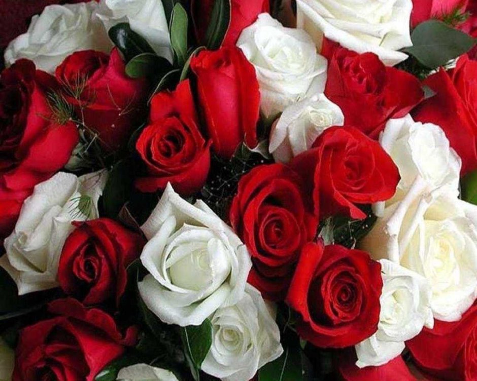 Шикарные розы красные и белые