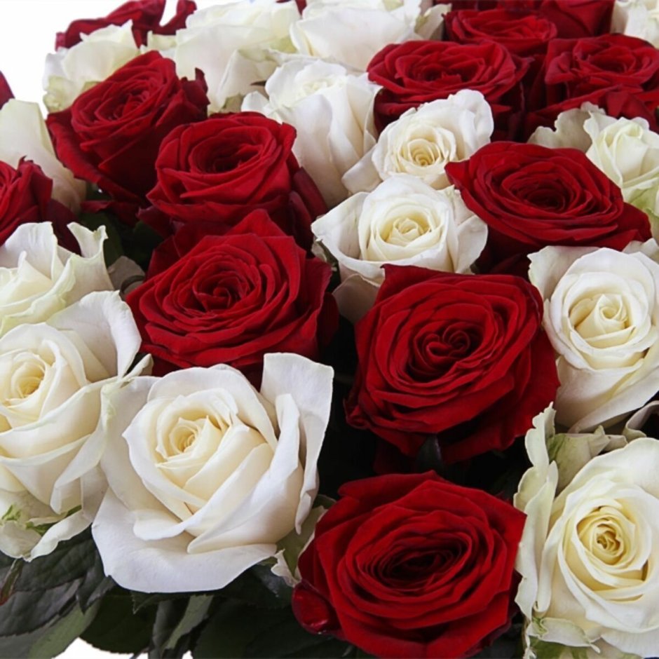 Красивый букет белых и красных роз