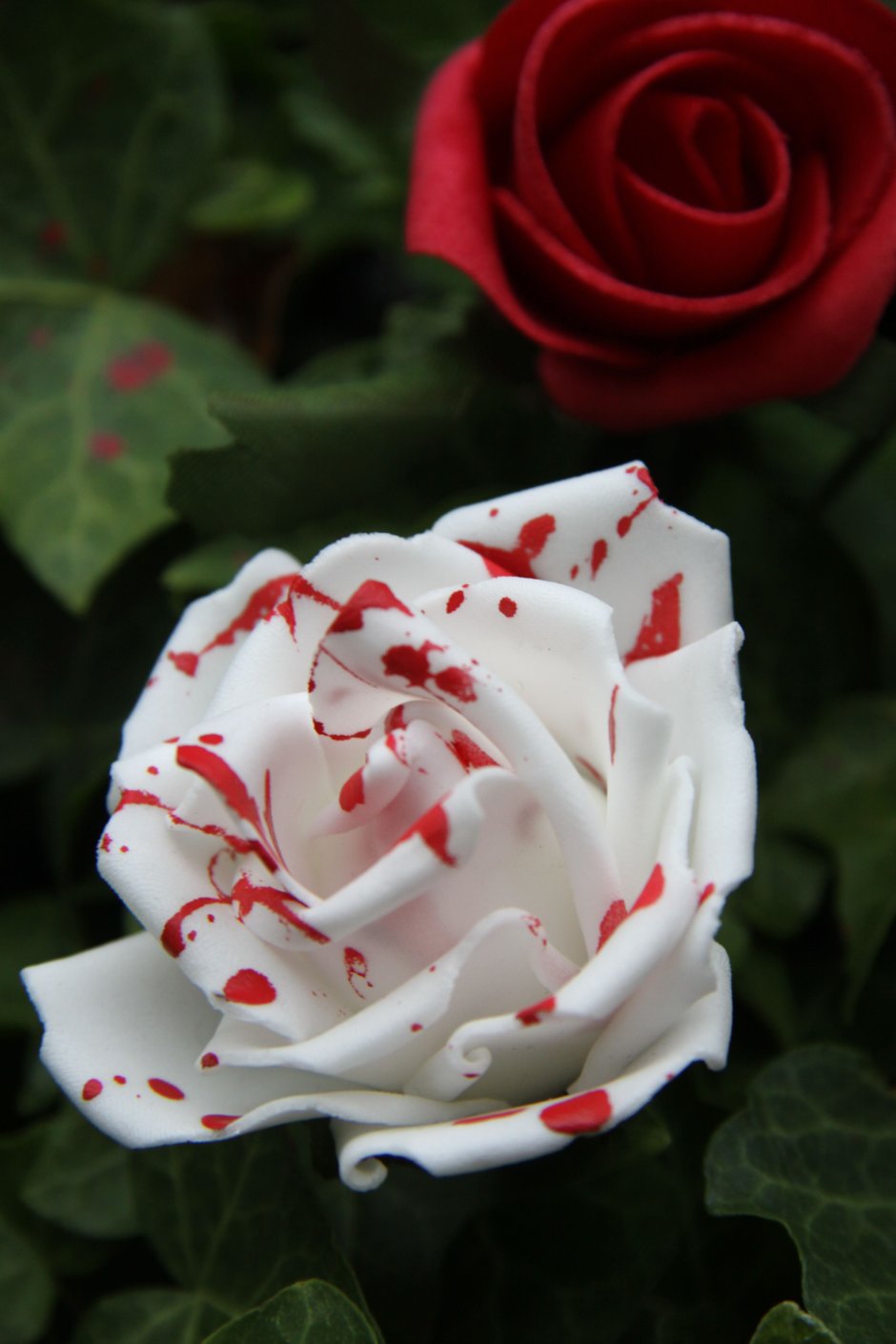 Роза красная с белой серединкой