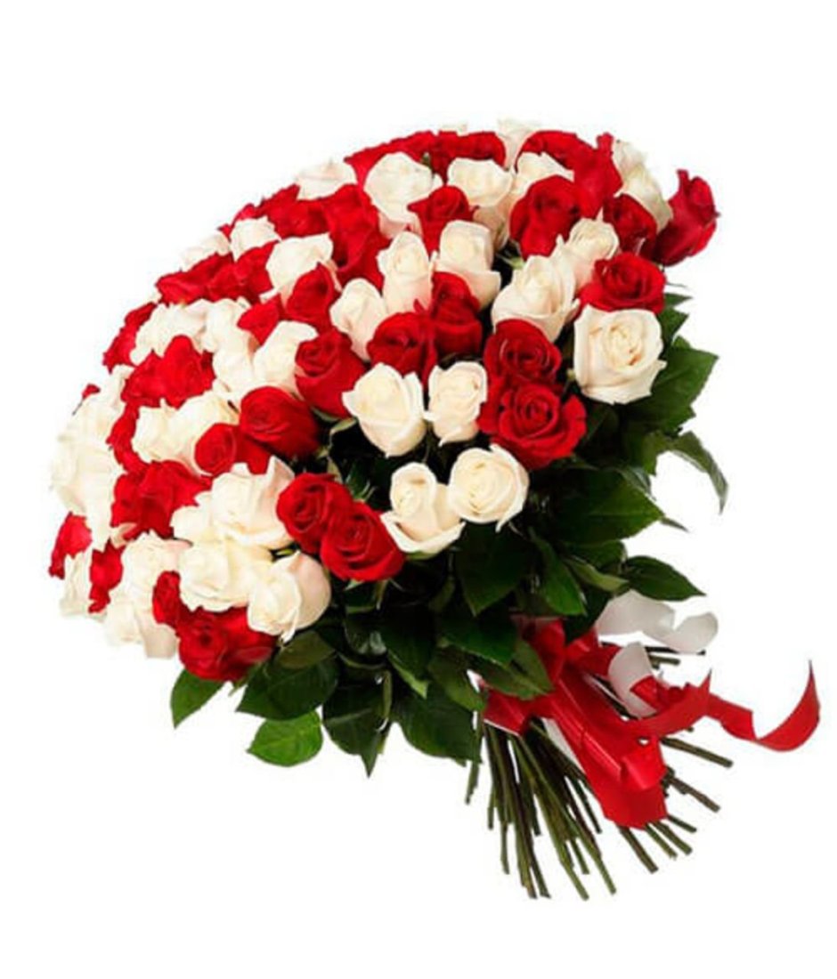 Букет 101 роза бело-красные 60см