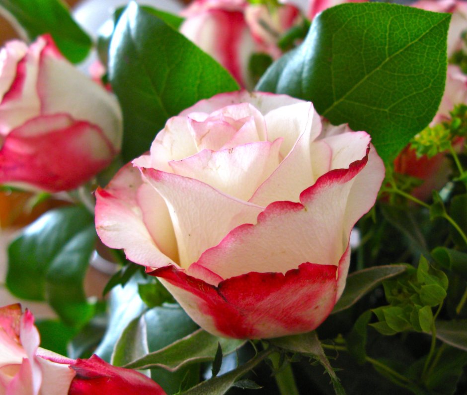 Цветок роза фулл Монти