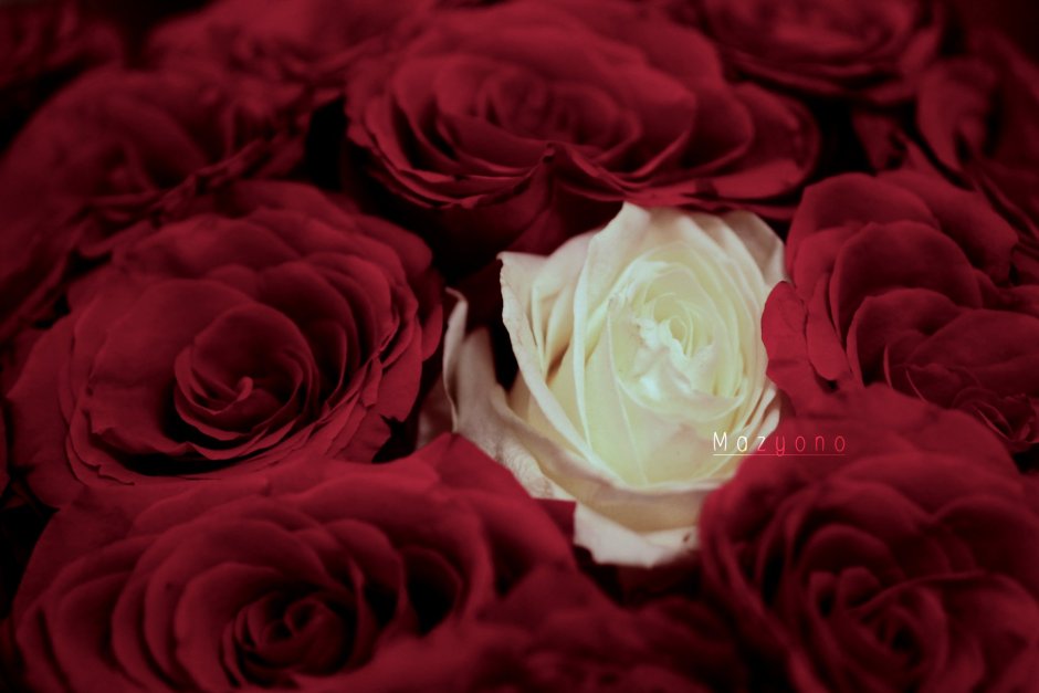 Розы бордово розовые