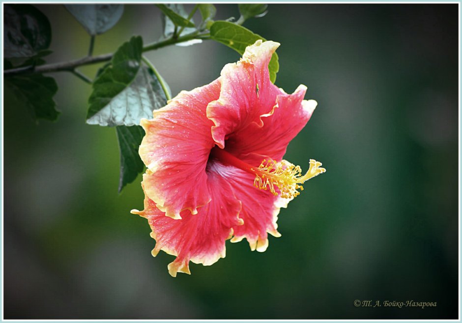 Гавайская древовидная роза семена