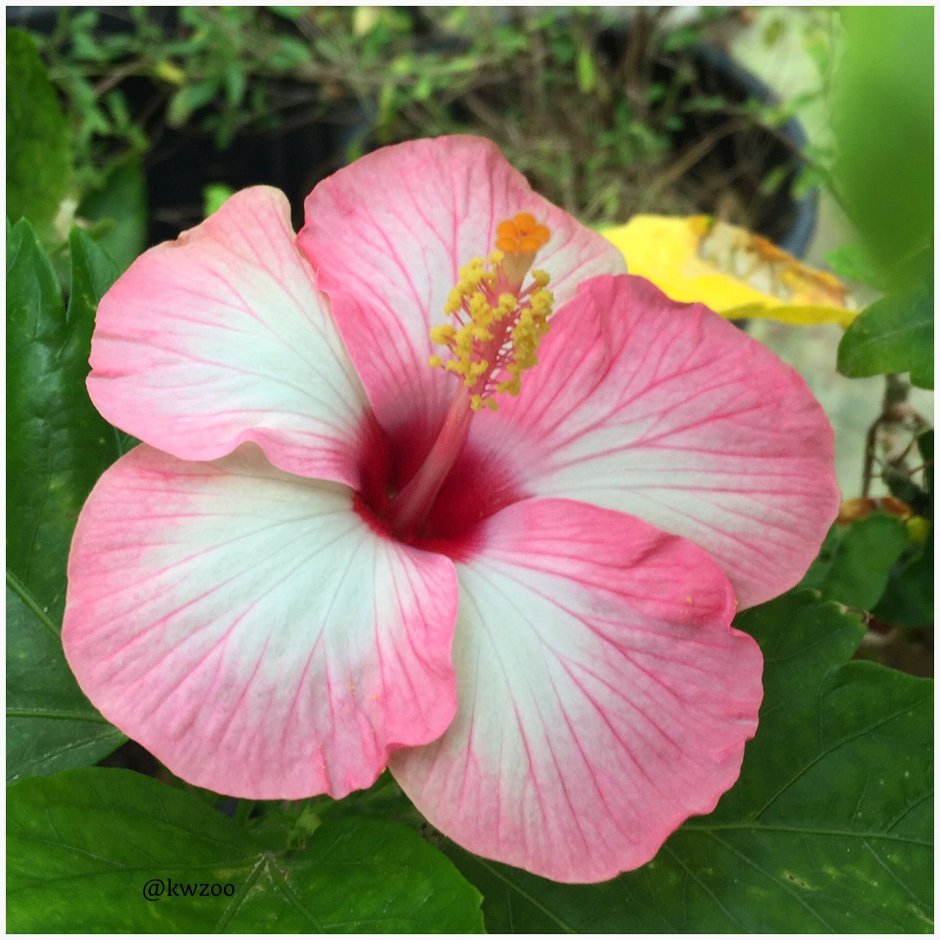 Гибискус Гавайский розовый