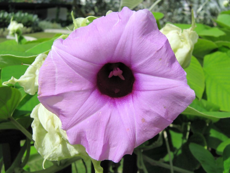 Роза Гавайская (растение вида Argyreia nervosa)
