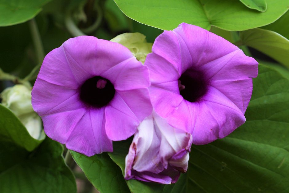 Роза Гавайская (растение вида Argyreia nervosa)