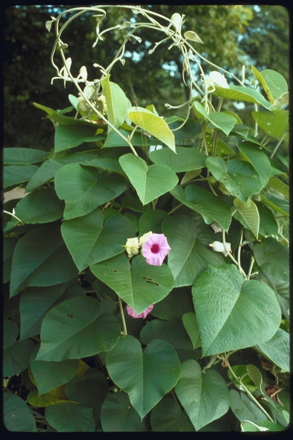 Роза Гавайская (Argyreia nervosa)