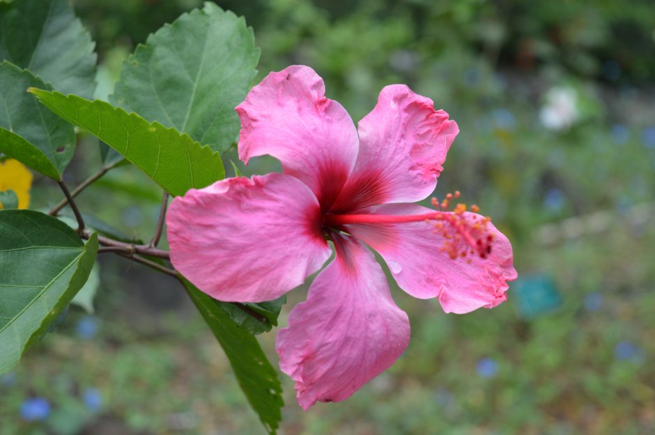 Розовые цветы Гавайи
