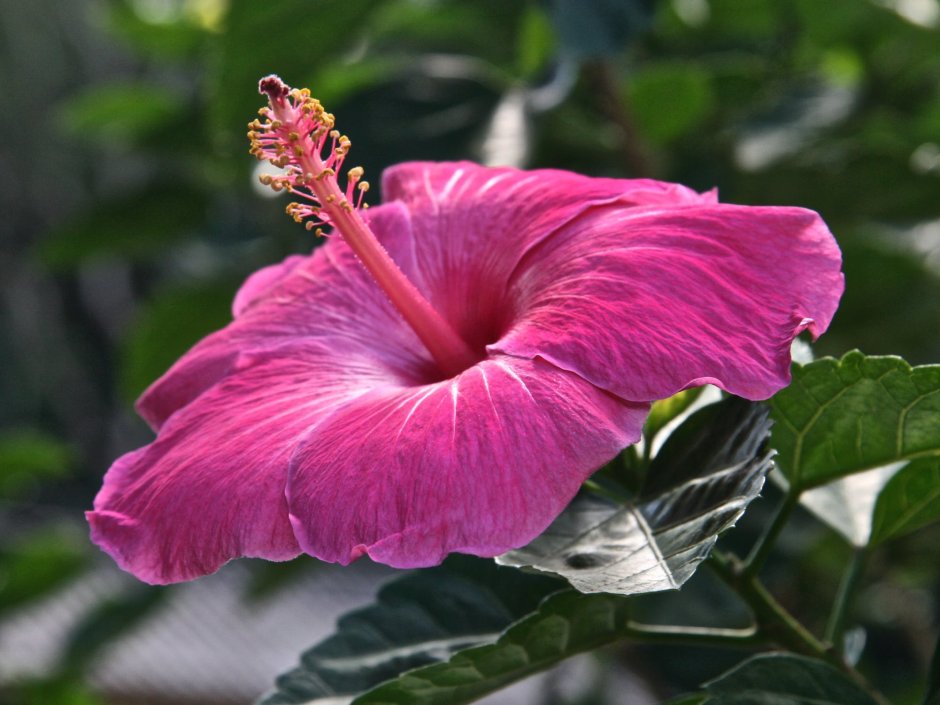 Гибискус Гавайский розовый