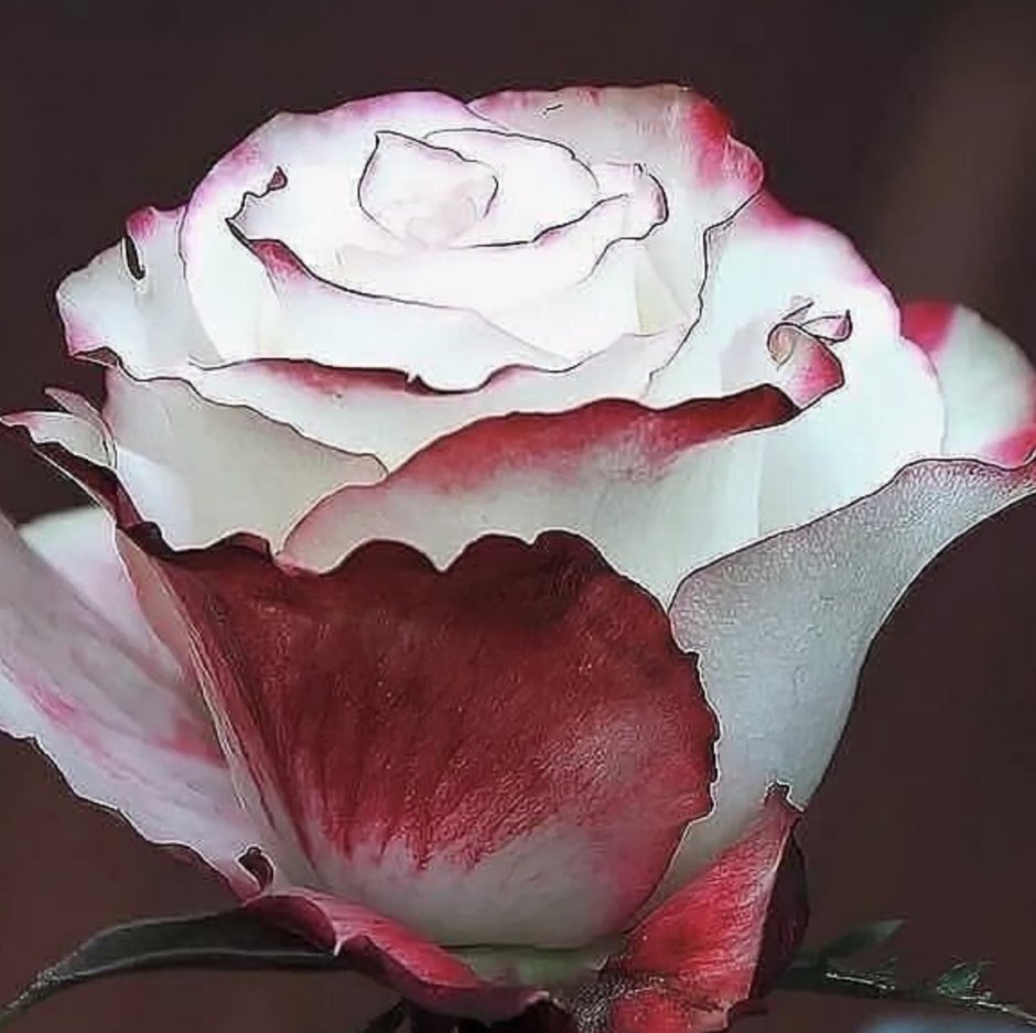 Роза чайно-гибридная (Rosa sweetness