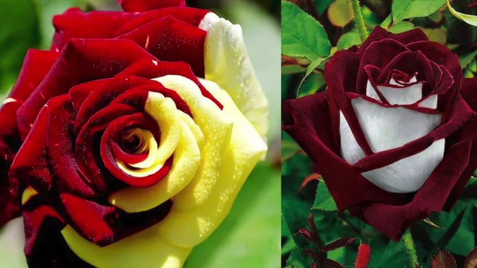 Роза белая с бордовой каймой сорт