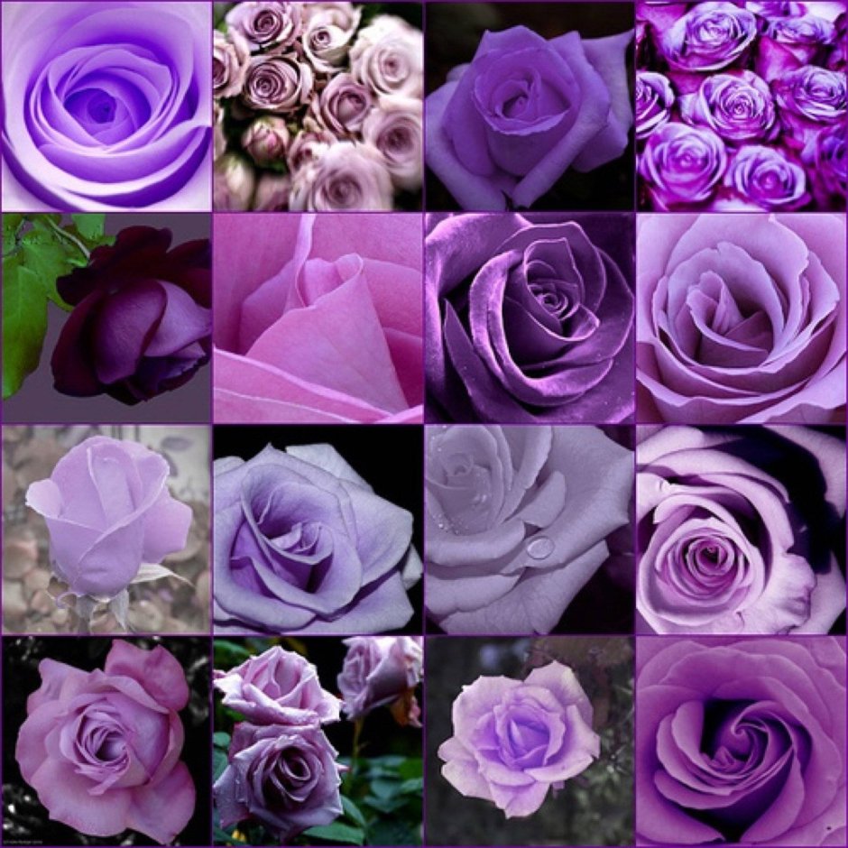Розы фиолетового цвета