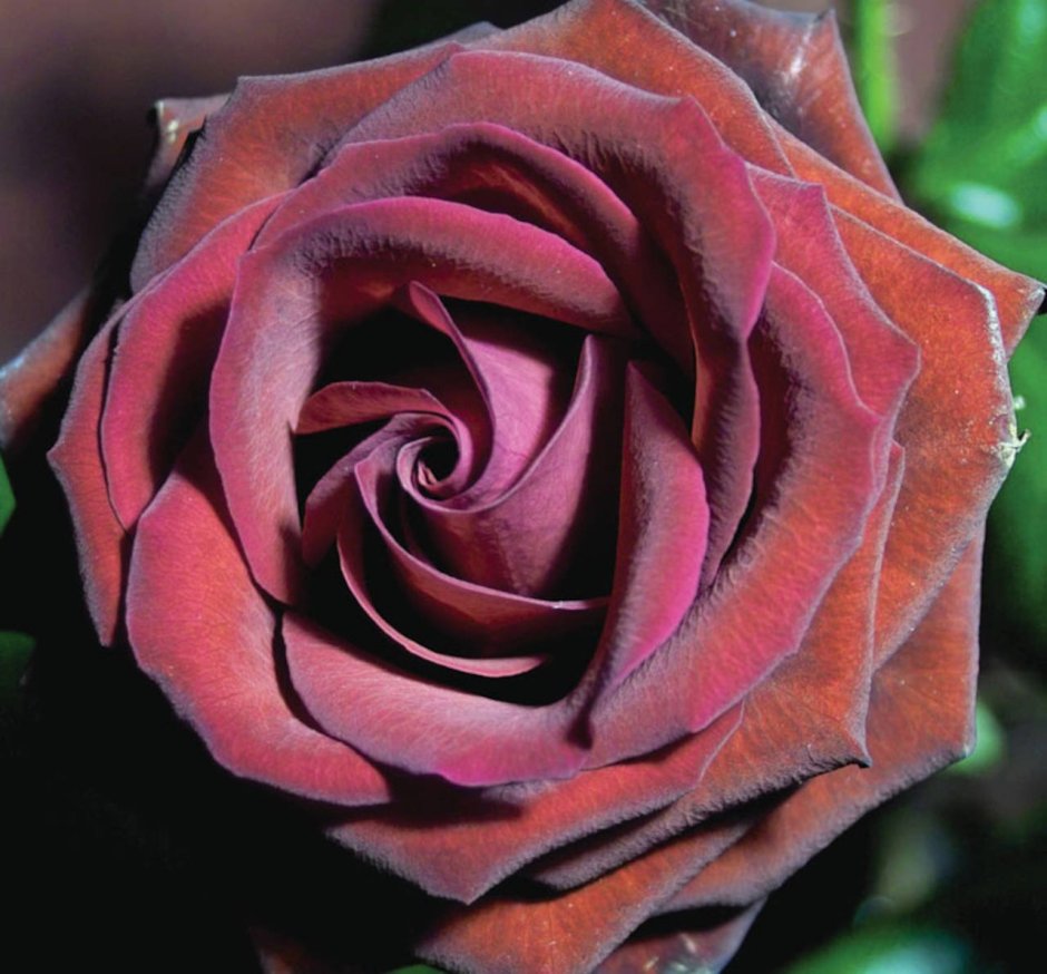 Бархатные розы сорта