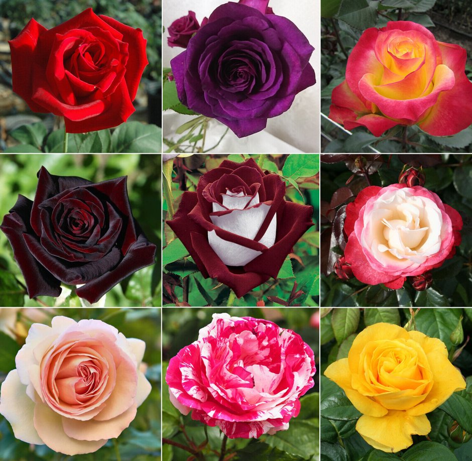 Чайно-гибридные розы сорта роз