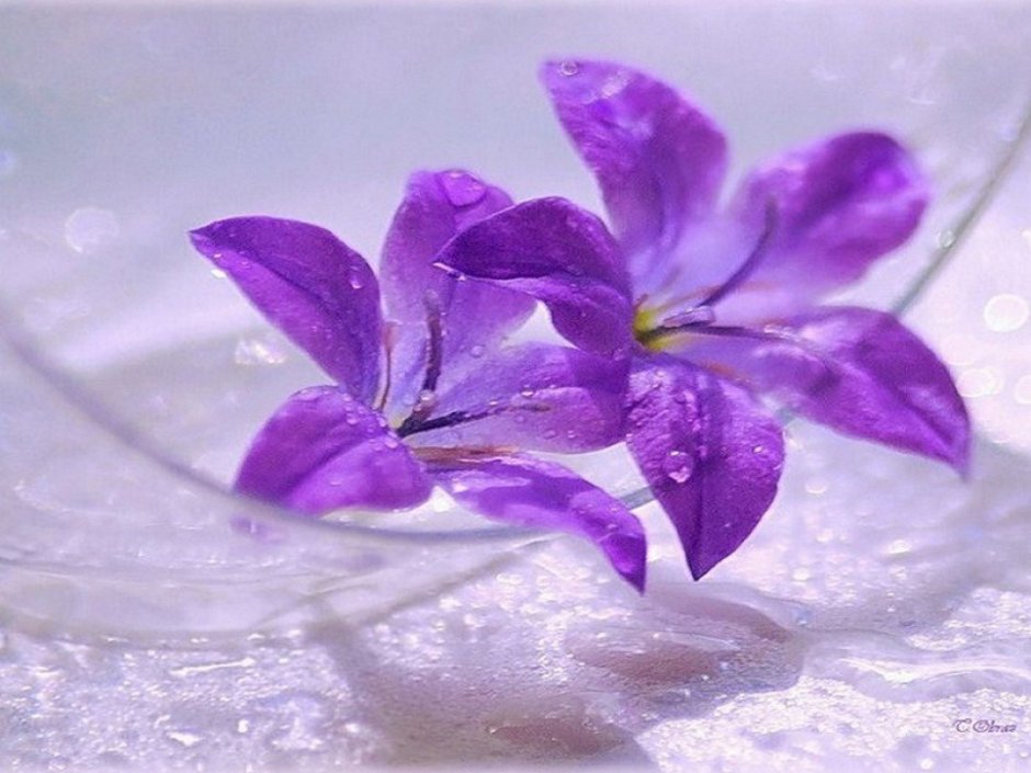 Нежные лиловые цветы