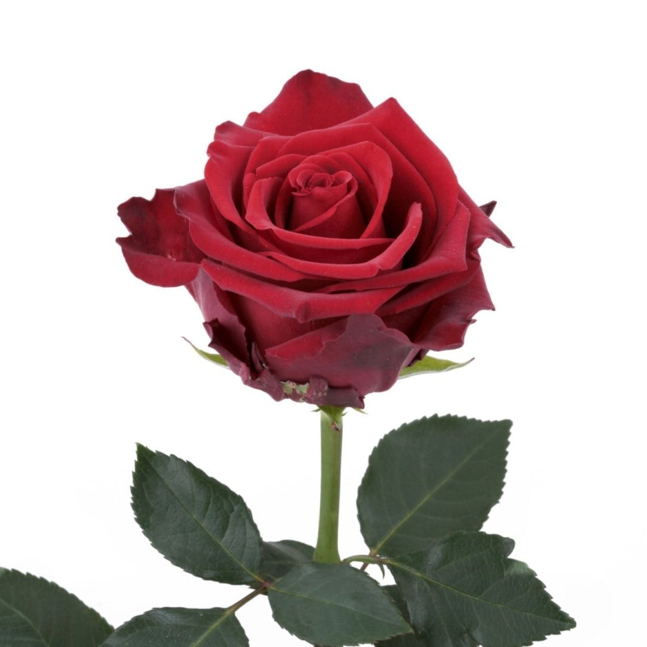 Красная роза Эквадор эксплорер