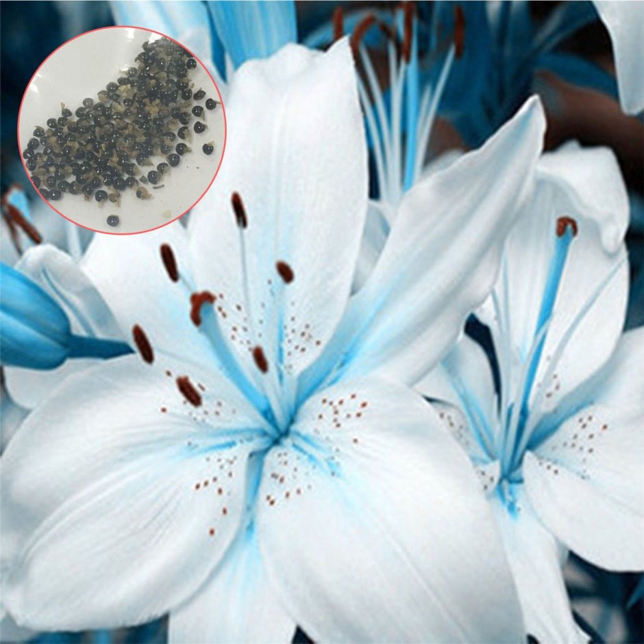 Голубые лилии Геншин