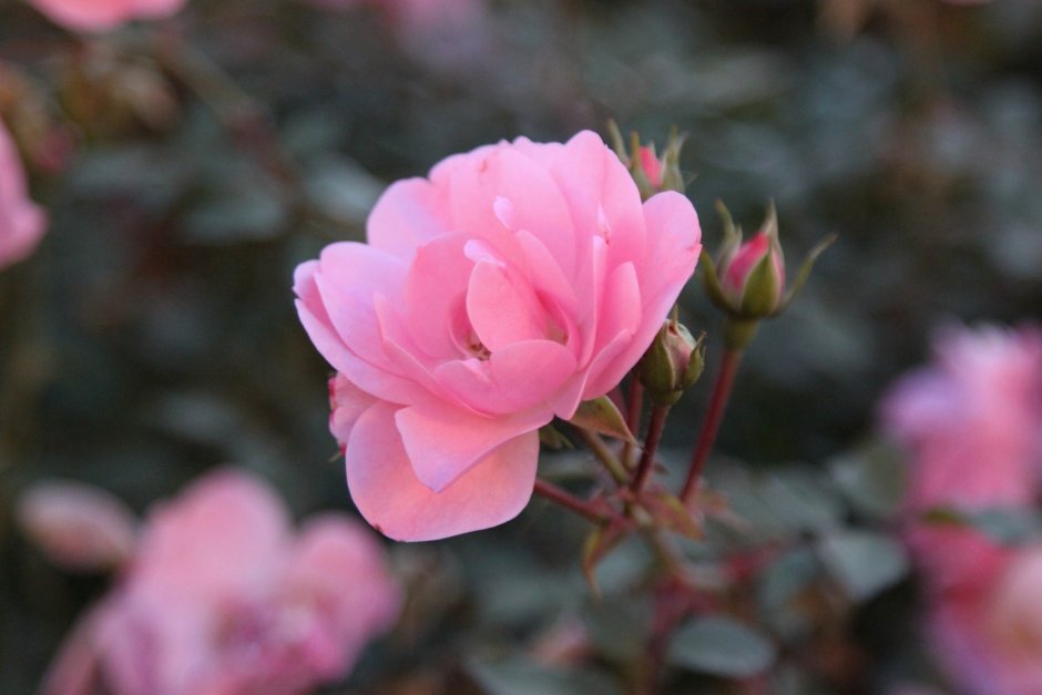 Хикимбоши розы фото