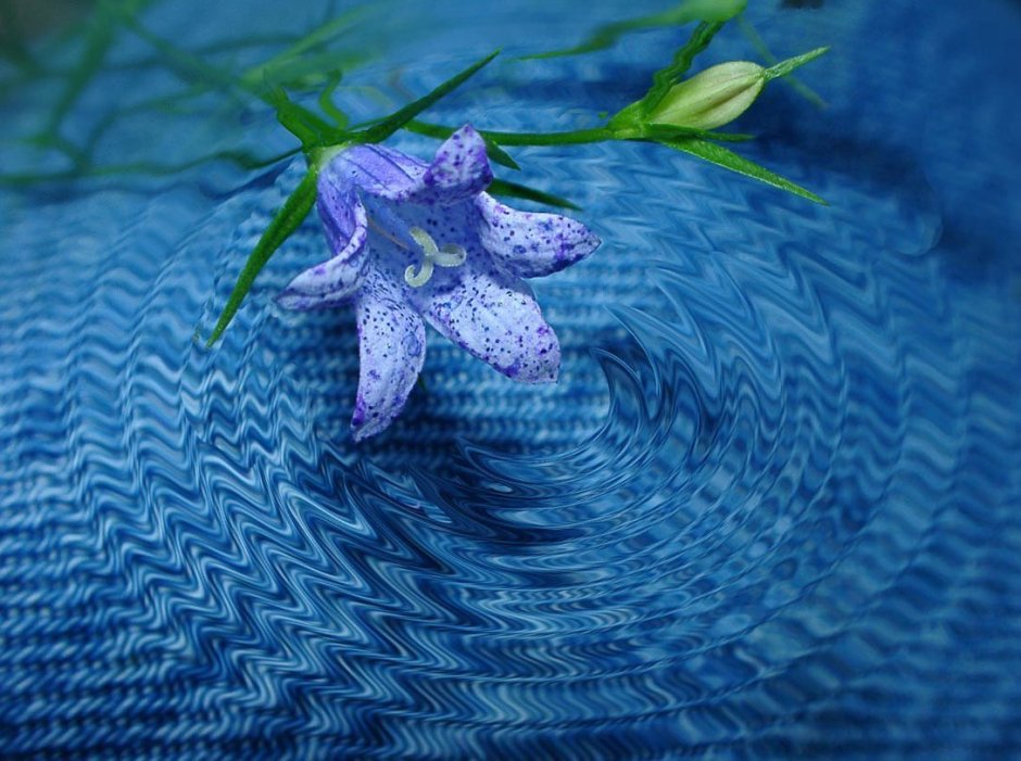 Голубая Лилия на воде