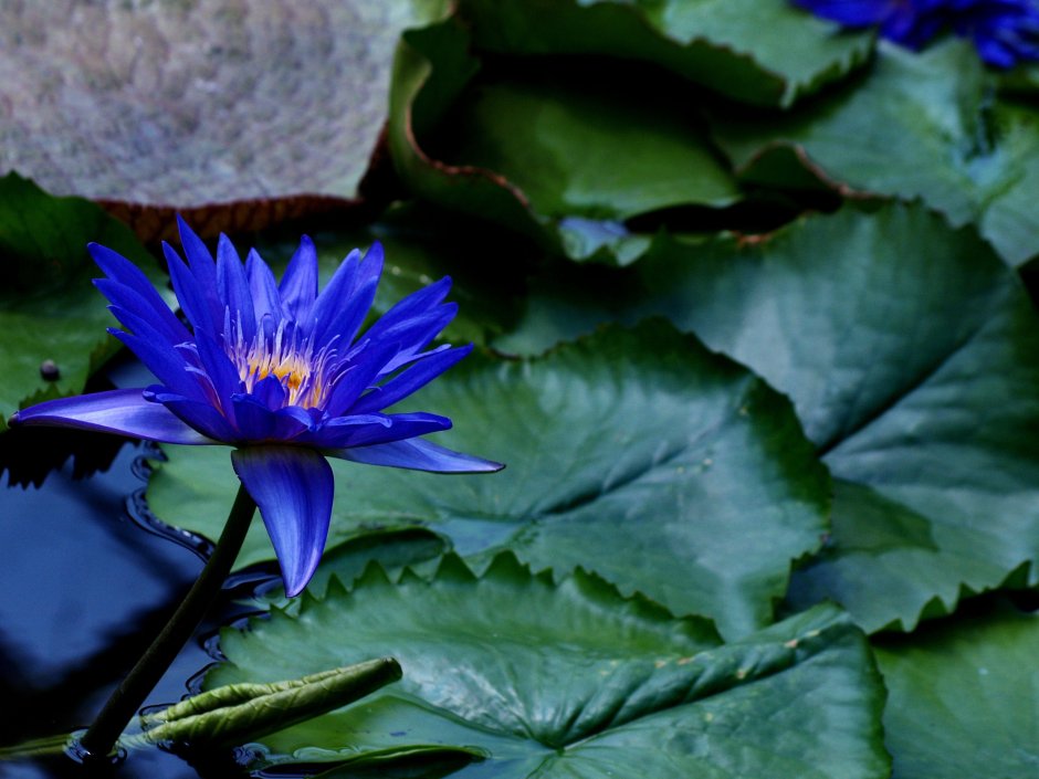 Голубая Лилия нимфея