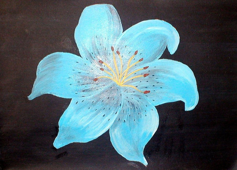Цветок голубая Лагуна Лилия