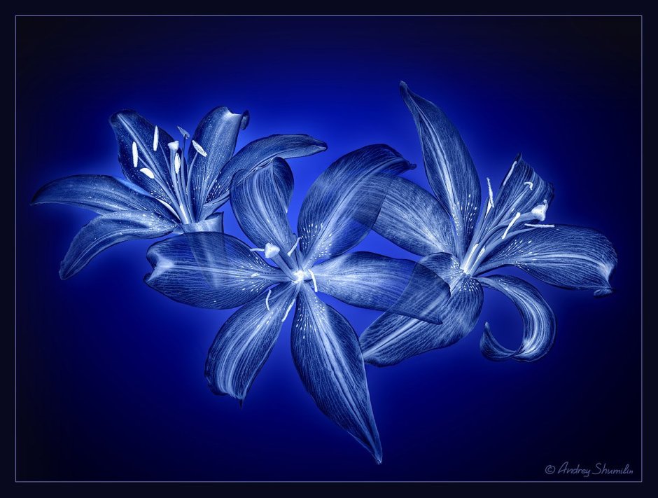 Лилия трубчатая голубая