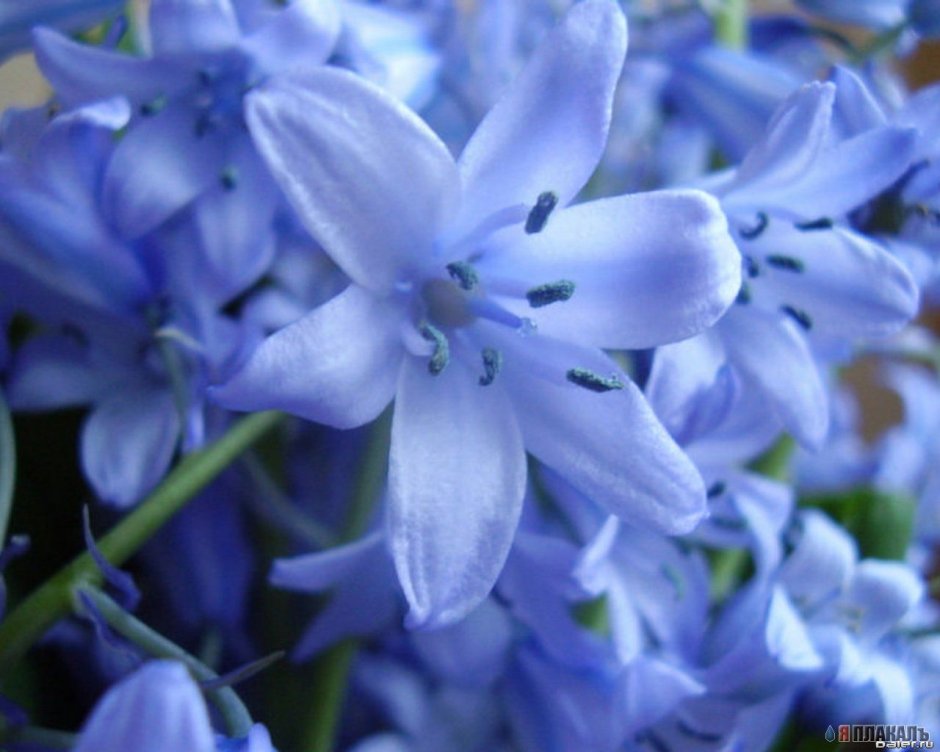 Голубые лилии