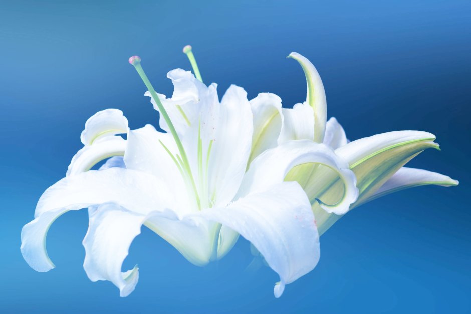 Белые лилии на голубом фоне