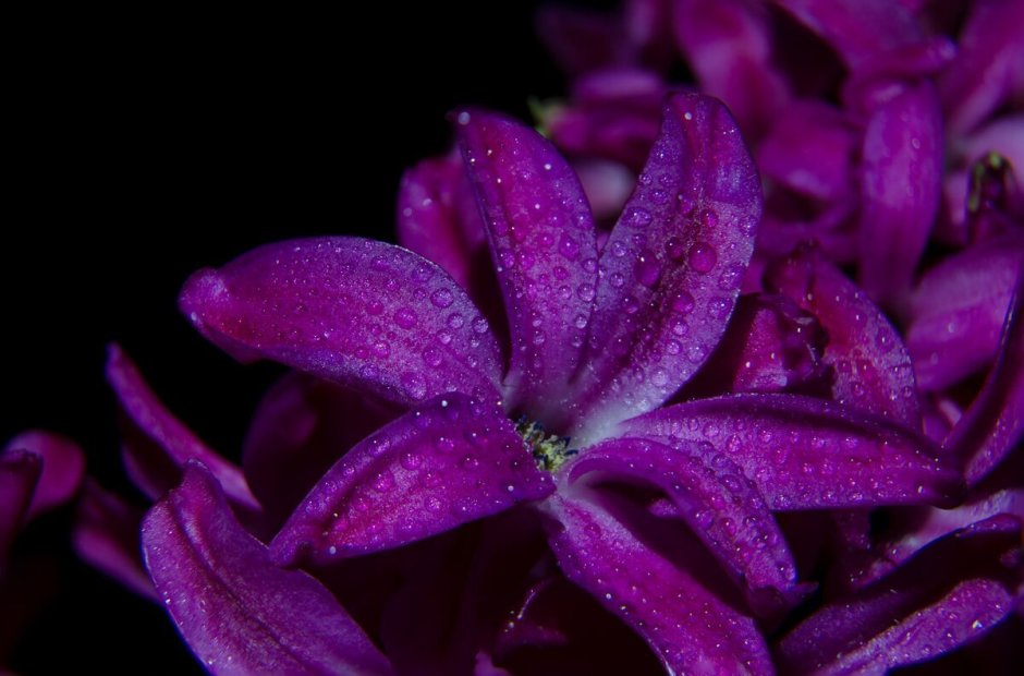 Фиолетовая Бурбонская Лилия