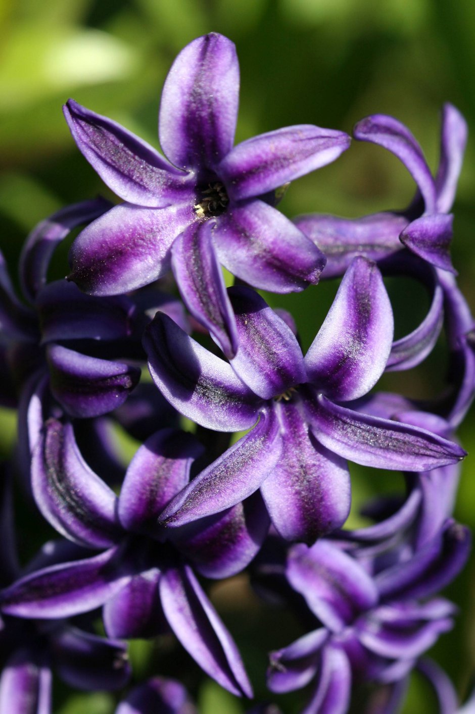 Фиолетовые лилии природные