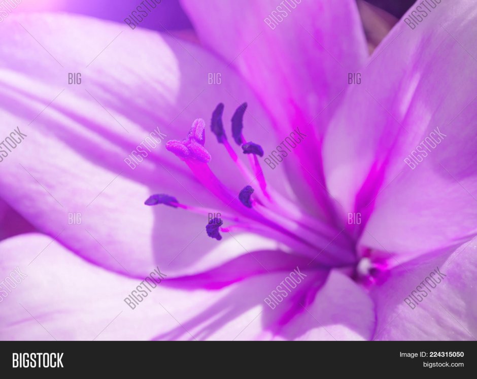 Цветы в фиол цвете Лилия