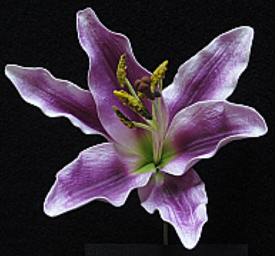 Лилия oriental Purple