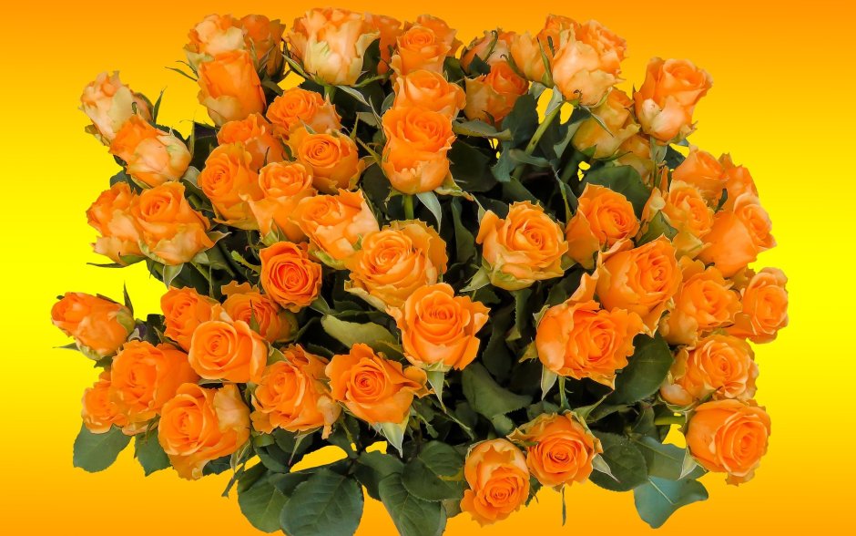 Пожелания с оранжевыми розами