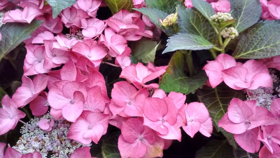 Hydrangea macrophylla Hi Sweet Sugar