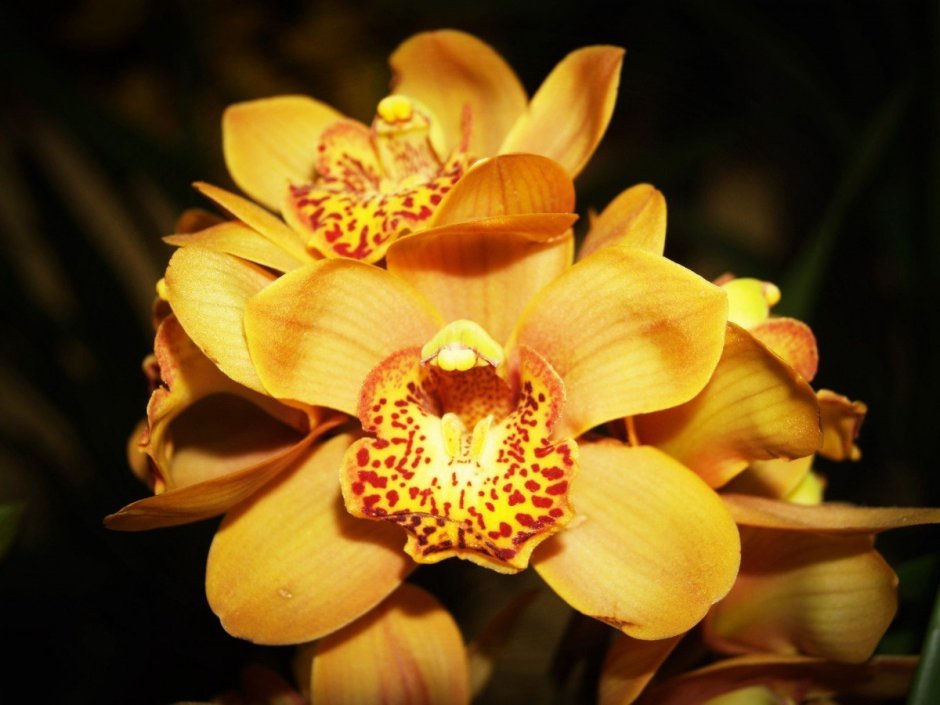 Орхидея голден леопард