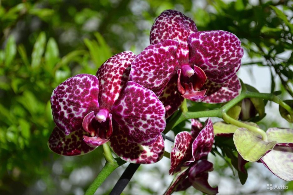Орхидея Phal. Lioulin Wild Cat