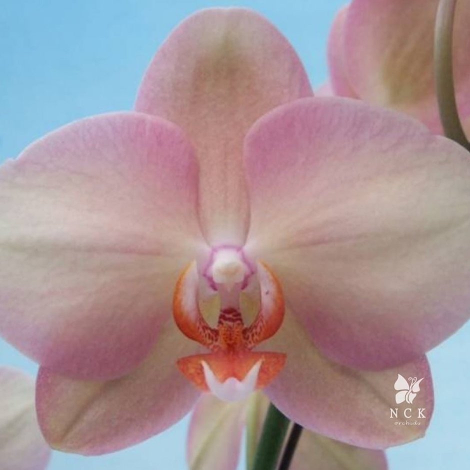 Фаленопсис Спаркс Орхидея