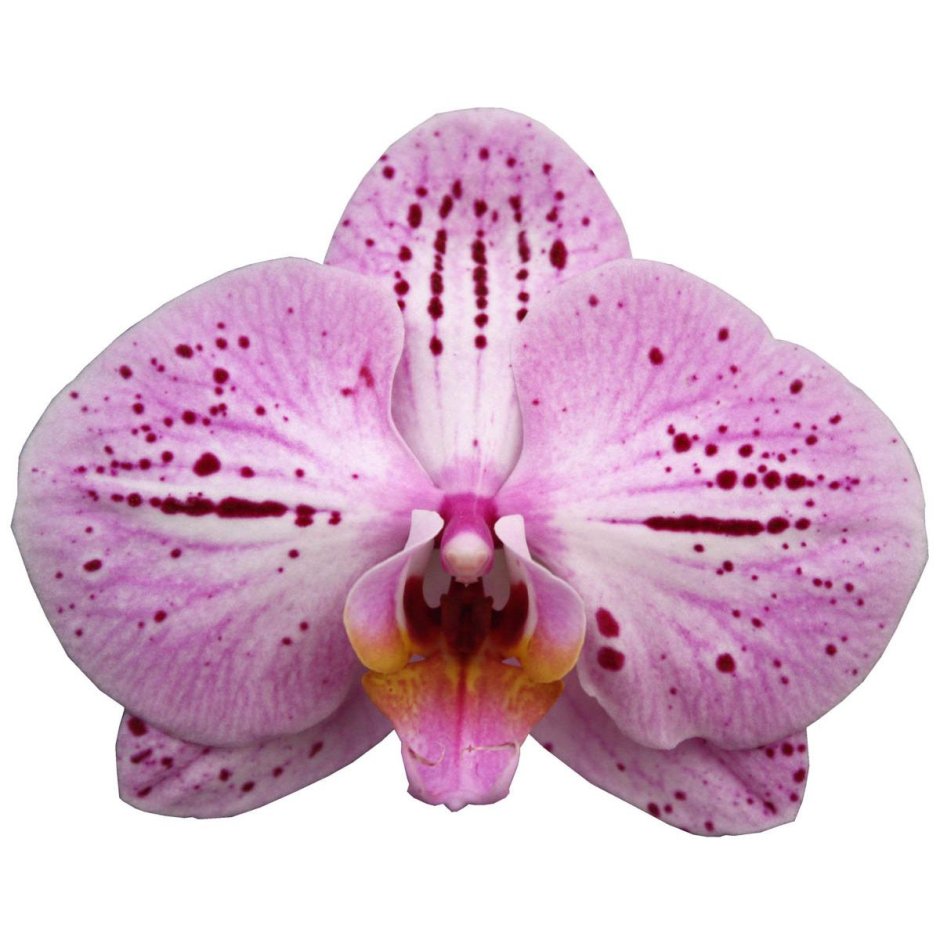 Phalaenopsis Cassie