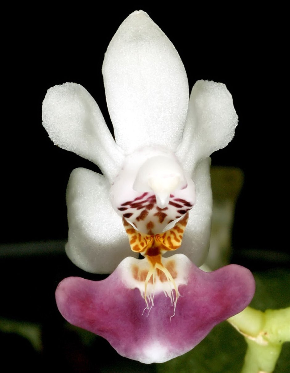 Фаленопсис париша Phalaenopsis parishii