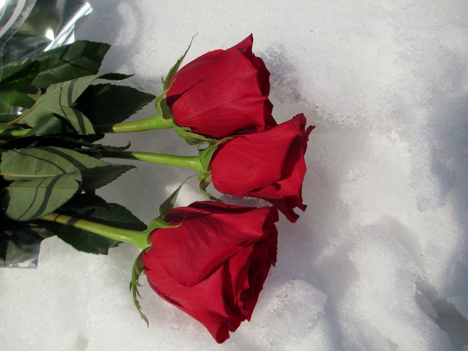 Красивый букет роз на снегу