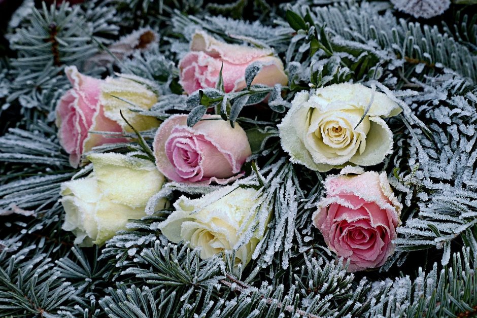 Зимние цветы картинки