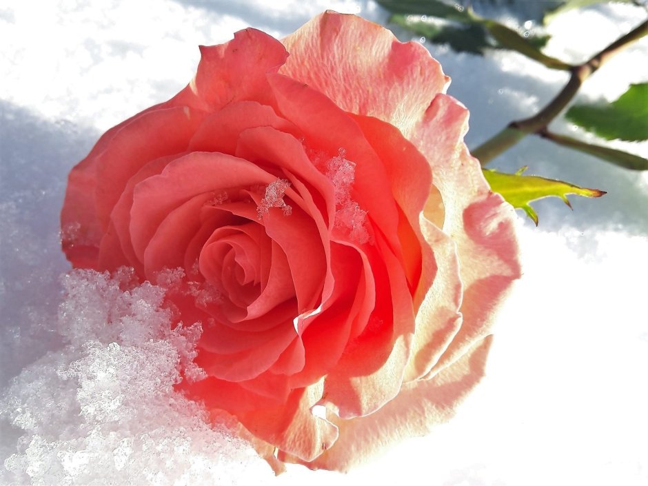 Розы на снегу на фоне солнца