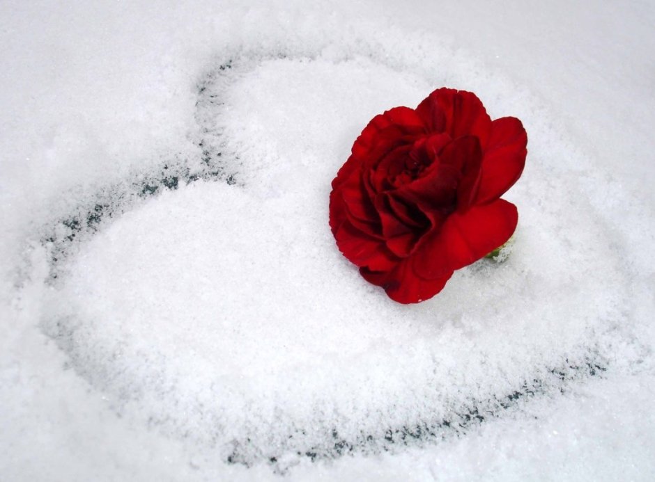 Сердце цветы снег