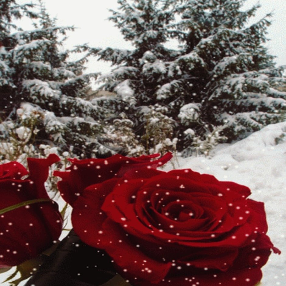 Букет на снегу красный