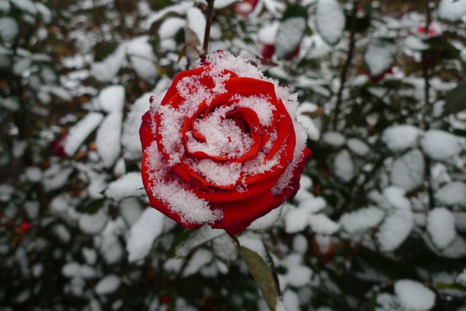 Роза из снега