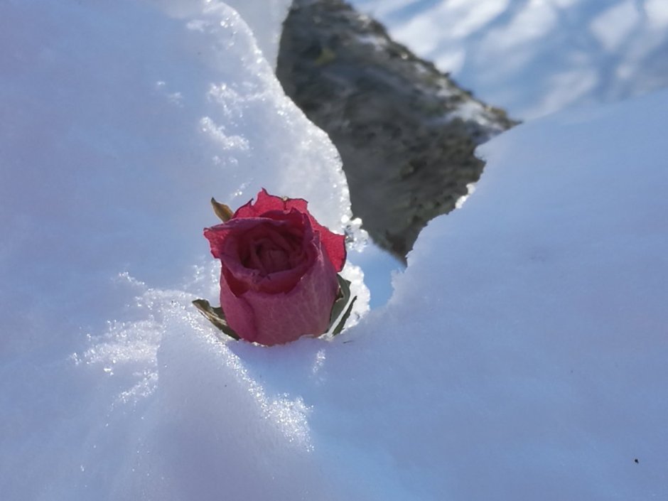 Розы на снегу картинки на рабочий стол