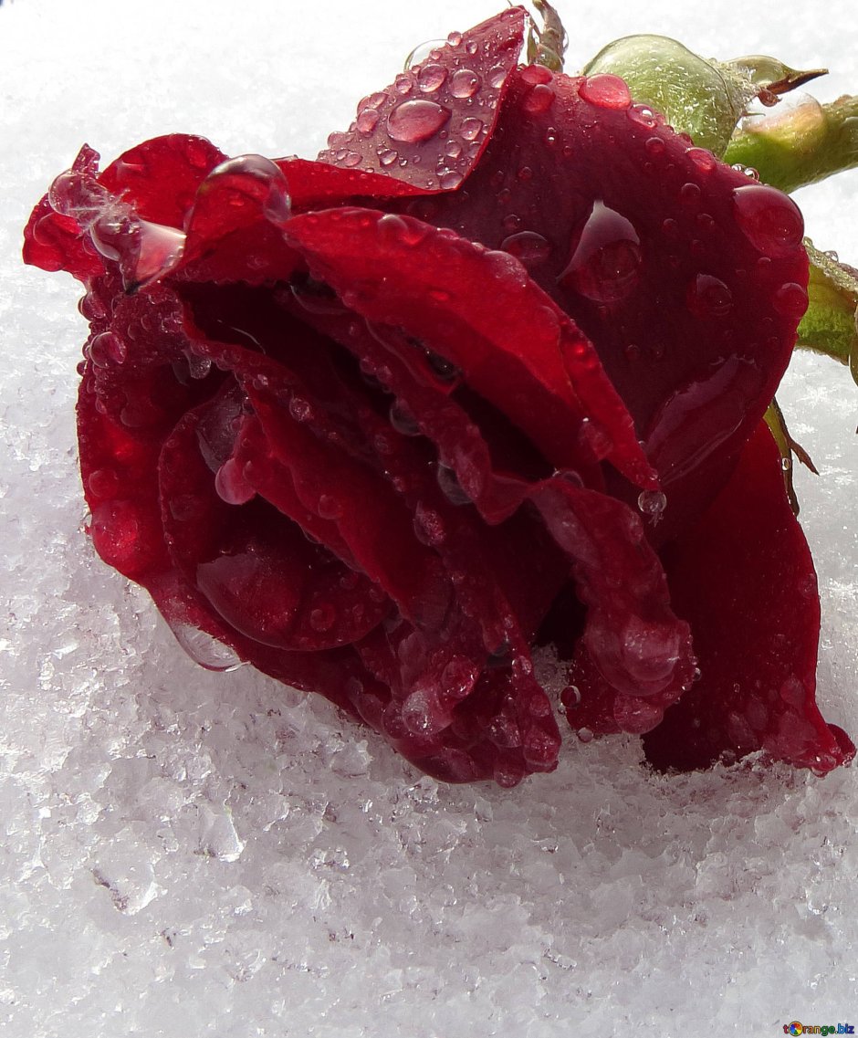 Замороженная роза